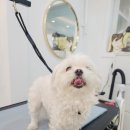 그루밍 하와이 이미지