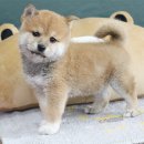 예쁘다 개 이미지