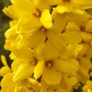 개나리-Forsythia 이미지