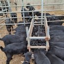 동산흑염소 이미지