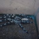 하이보리 이미지