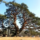 왕소나무길 이미지