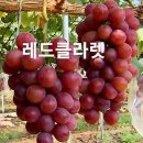 추석 선물=＞35%전국 제일 고창 멜론.맛1위 설원 멜론.최고의 선물 레드클라렛 (2시전 소진시 모두 마감) 이미지