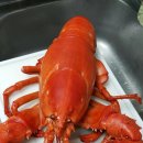 킹크랩대게