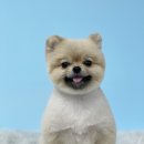 샤워하개 이미지