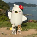 통영 이순신공원 애견동반 산책코스로 최고 강아지와 여행 추천