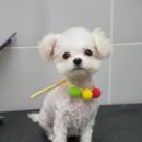 용인해성동물병원 이미지