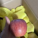 서울청과 | 달콤·아삭·신선함 한입에 담은 보배청과 고당도 사과 후기 다이어트 간식으로도 완벽