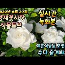 스토크, 천일홍, 하트호야, 모종들, 레이시아, 쟈스민 / 식물튜브 동영상 이미지