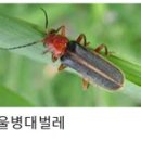 (딱정벌레목) 12. 우리가 봄에 나오는 이유는? 병대벌레 이미지