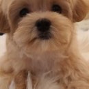 공주애견&Black Dog 이미지