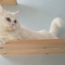 달과고양이 이미지