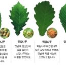 참나무 3형제 이미지