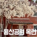 목련 어린이공원(어17) | 용산공원 목련 스팟 3곳 정리 실시간 개화현황 방문 꿀팁