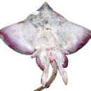 홍어사랑 이미지