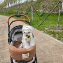 상동읍 본구래 3(상동읍-15) | ​[리뷰] 슬개골 보호와 체압 분산에 최적화된 벨루즈 개모차 쿠션 &amp; 가드 사용기