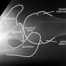 shoulder internal &amp; external rotation &amp; axial 이미지