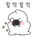 연안애견 이미지