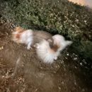 디어퍼피 | “디어니스트키친” 스튜 후기✨