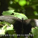 나운도 가수님의 검은 나비 노래영상 이미지