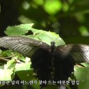 나비노래영상 이미지