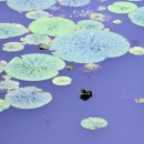 남양산역저수지 이미지