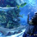 행복수족관 이미지