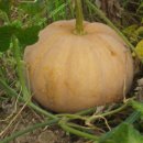 남궁농장 이미지