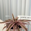 파니쿰 이미지