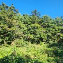 홍천염소농장 이미지