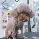 와와리 애견미용 이미지