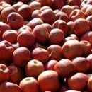 남산 농장 이미지