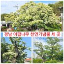 나무 세 곳/양산 신전리 이팝나무, 김해 한림면 신천리 이팝나무, 김해 주촌 천곡리 이팝나무 다녀온 후기