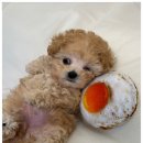 광주강아지분양 애견분양 마마스미독 광주점 이미지