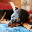 강아지에 빠지다 이미지