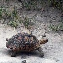 오대양육대주 이미지