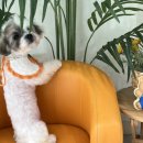 두루몽실 이미지