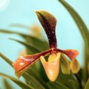 주머니 란 (Slipper orchids) : 2025 Chicago Botanic Orchid Show 이미지