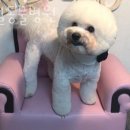 신월동물병원 이미지