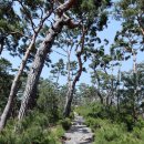 삼한국대부인순흥안씨묘 | [안성] 삼한국대부인 순흥안씨 묘(三韓國大夫人順興安氏墓)