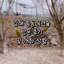 [지역축제] 흥동 김해 목련숲 방문 후기(25.03.08.)