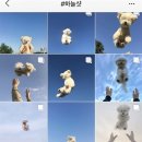 AIR PET 이미지
