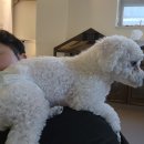 가히애견 이미지