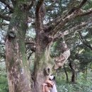 비자림가든 | 제주도 동쪽 구좌 여행 가볼 만한 곳<비자림>후기