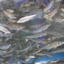 어탕국수집 이미지