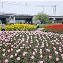 낙동강관리본부 화명생태공원 10 | 부산 4월, 튤립 벚꽃 이걸 한 번에? 화명생태공원 이맘때 꼭 가야 하는 이유