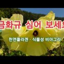[텃밭작물] 5월~6월초 금화규심기 [옥상텃밭][작은텃밭][주말농장] 이미지