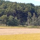 서도면-1 이미지