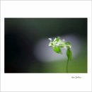 9.2일 기행 숙제~애기앉은부채. 큰잎쓴풀 등등 이미지