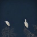 긴밤 네이버블로그